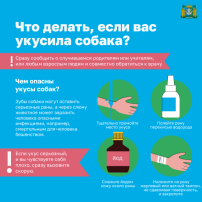 Риск травмирования в результате укуса собак Риск травмирования в результате укуса собак.
